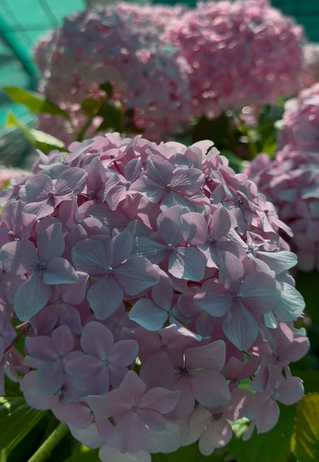 Hydrangeas | Discover and Grow Hydrangeas Today — From Little